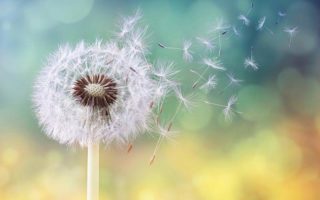 Dandelion being blown in the wind