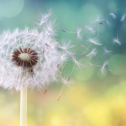 Dandelion being blown in the wind