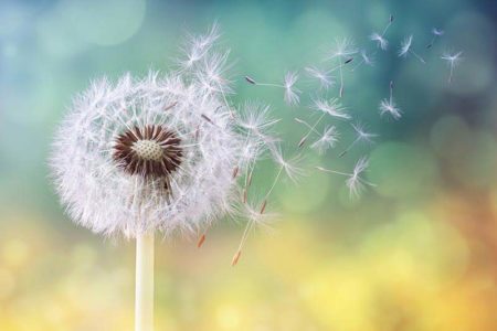 Dandelion being blown in the wind