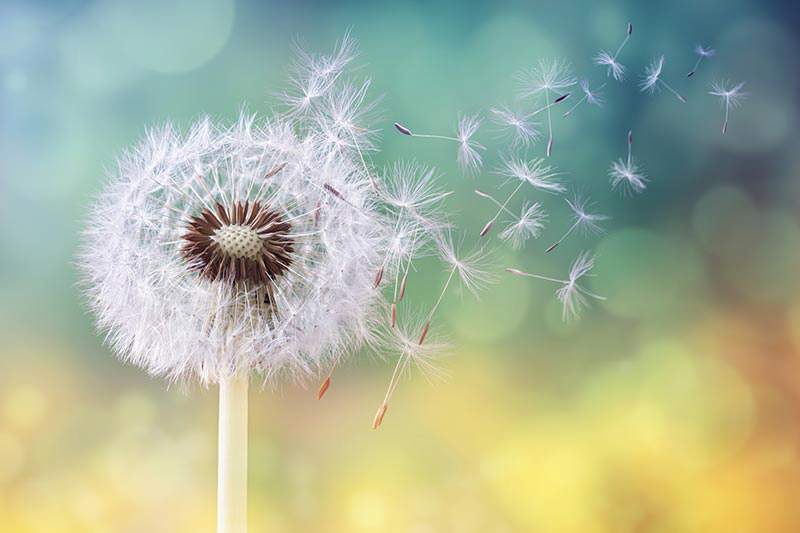 Dandelion being blown in the wind with a rainbow background