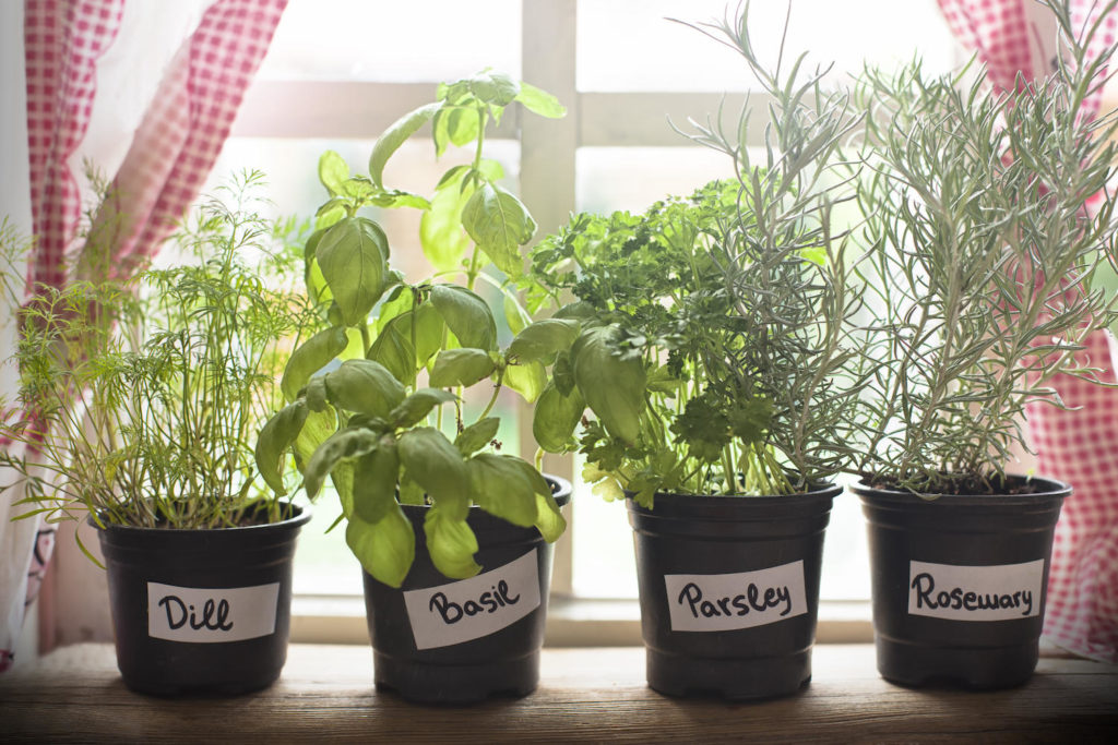 DIY herb garden on a window sill