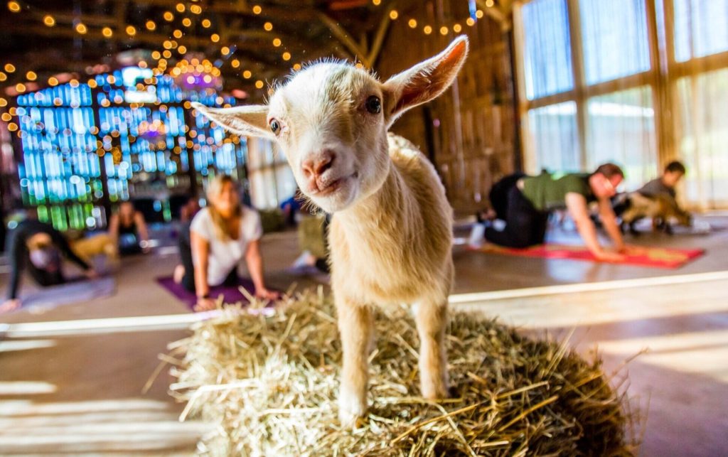 people doing yoga with goats 